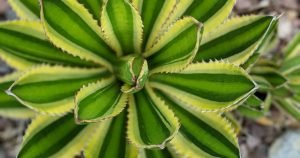 Agave lophantha quadricolor is mildly toxic