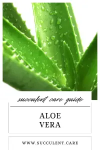 Closeup picture of green aloe vera leaves