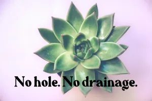 Succulents need a hole at the bottom of the pot. Image of a succulent called echeveria agavoides with the text "no hole. No drainage. "