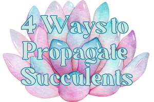 Propagating succulents 4 ways