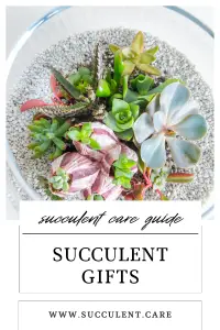 Image is a small glass arrangement of succulents perfect for a succulent lover gift ideas