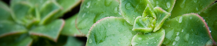 Green aeonium haworthii 'kiwi' with water droplets on the leaves