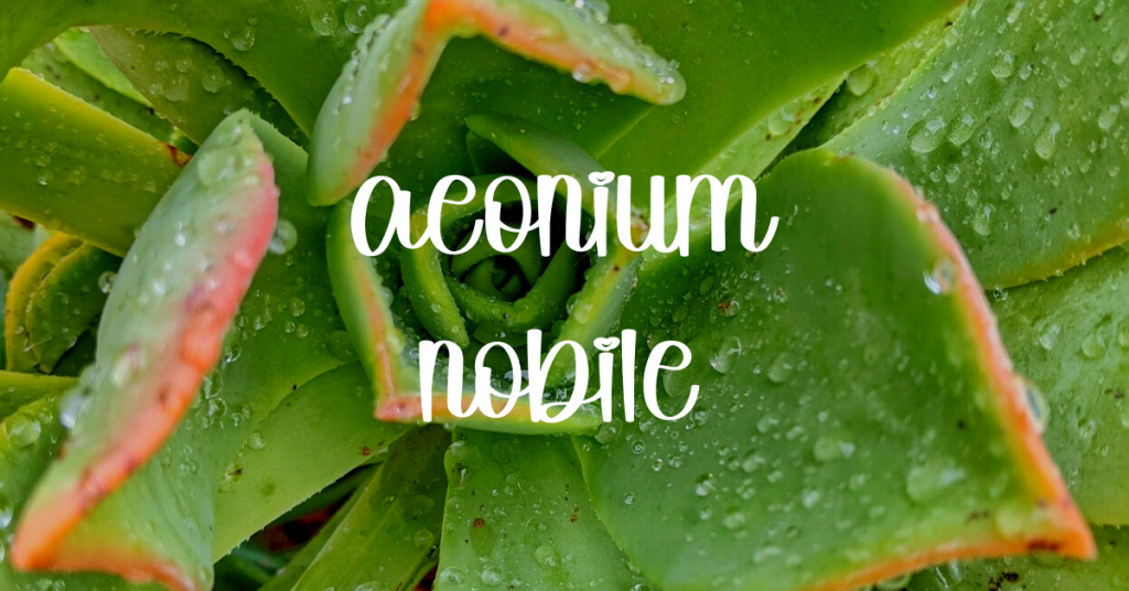 Aeonium nobile