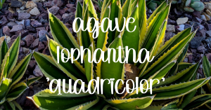 Agave lophantha 'quadricolor'