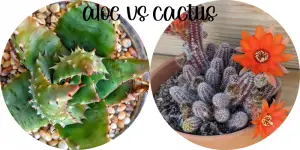 Aloe and cactus
