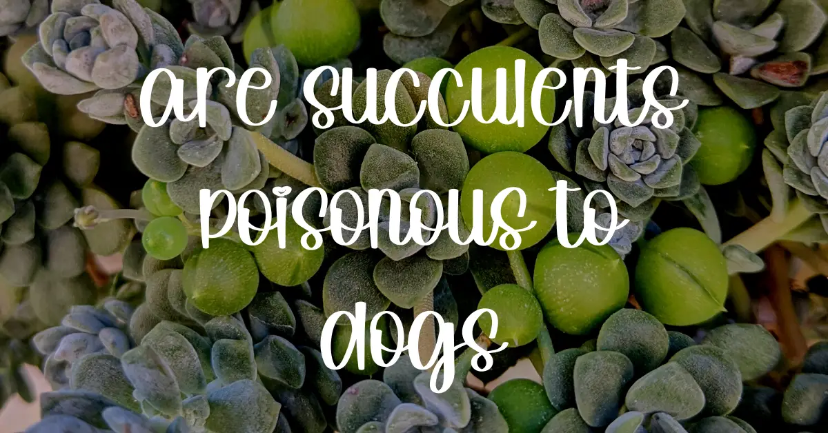are succulents poisonous to dogs