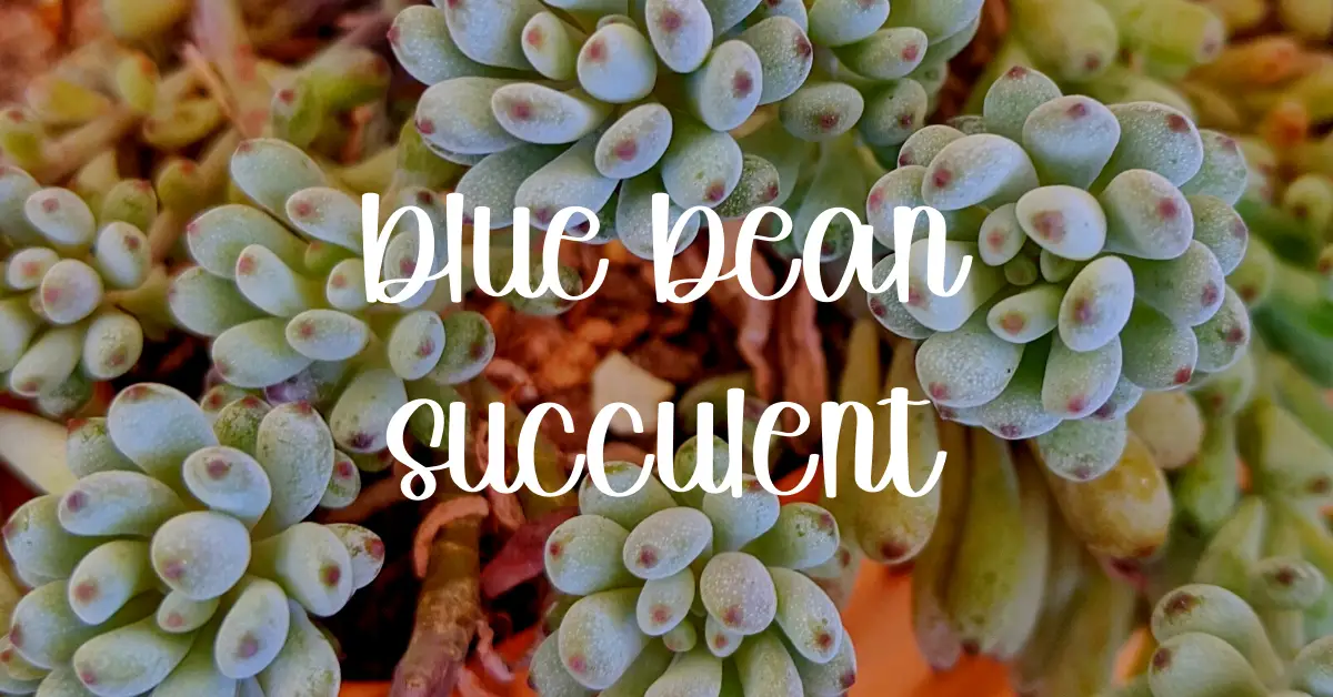 blue bean succulent