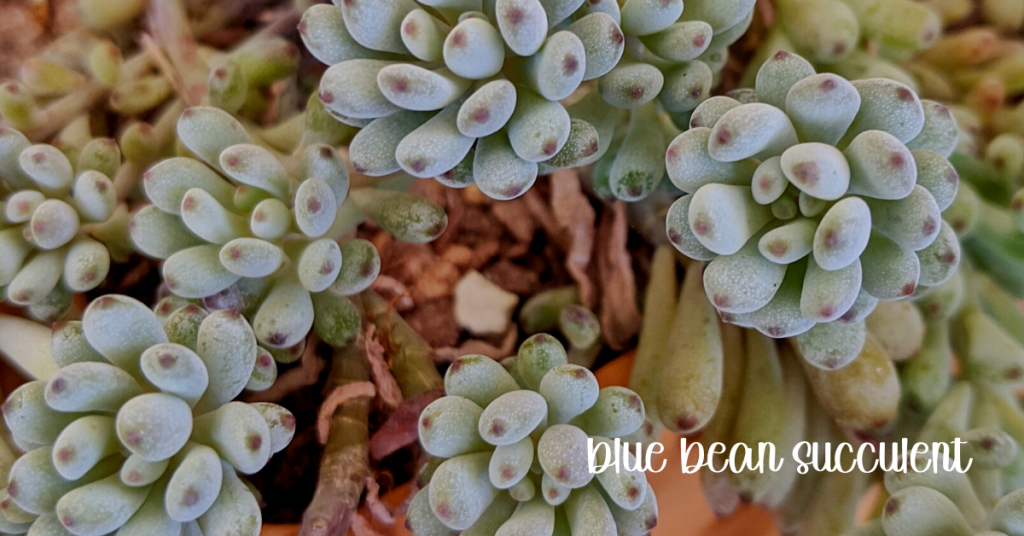 Blue bean succulent