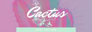 Cactus for beginners