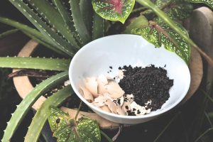 Combining eggshells and coffee grounds for succulents
