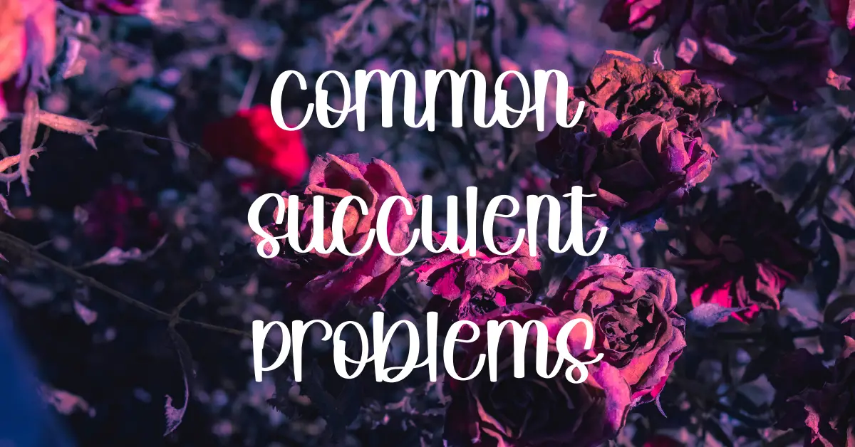 Common succulent problems