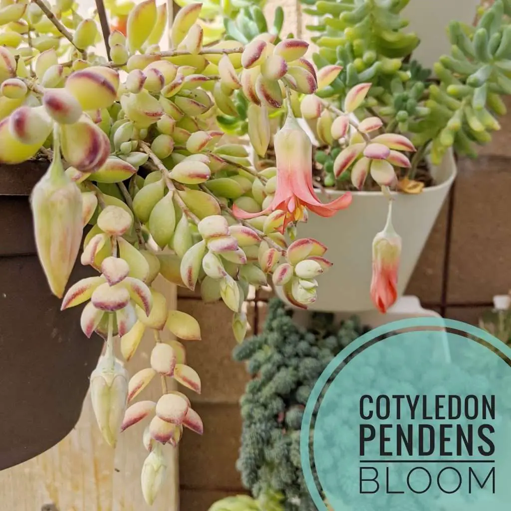Cotyledon pendens flower bloom