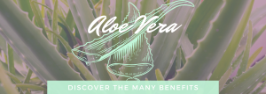 Discover the many benefits of aloe vera