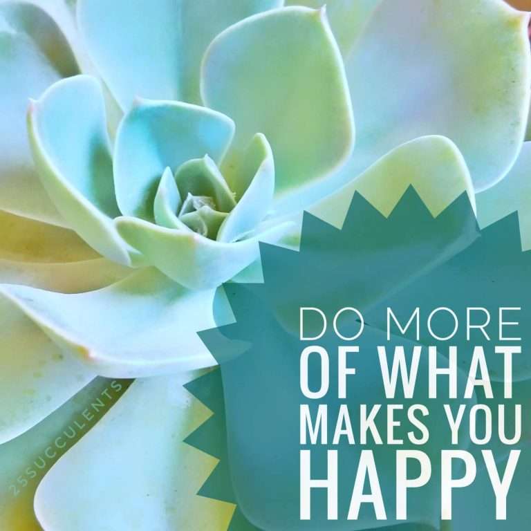 10-diy-succulent-fertilizer-recipes-the-ultimate-guide-to-healthy