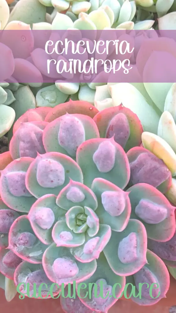 Bumps on succulent leaves may not be a problem