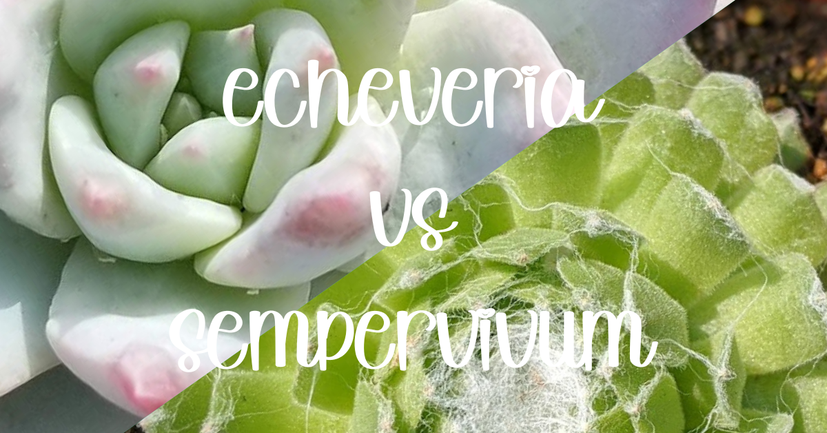 Echeveria vs sempervivum fp echeveria vs sempervivum,echeveria and sempervivum