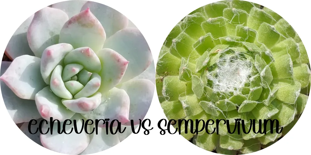 Echeveria vs sempervivum echeveria vs sempervivum,echeveria and sempervivum