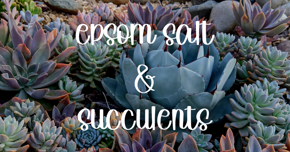 Epsom salt for succulents