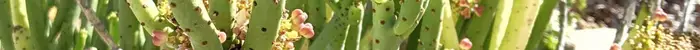 Euphorbia alluaudi divider 1 euphorbia alluaudii
