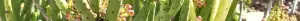 Euphorbia alluaudi divider