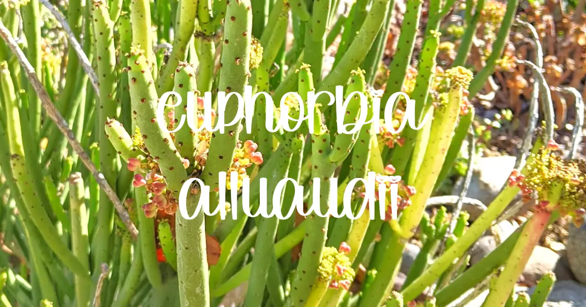 Euphorbia alluaudii fp
