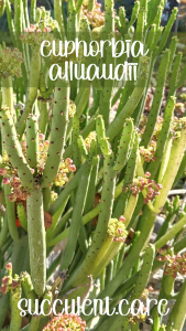 Euphorbia alluaudii toxic sap