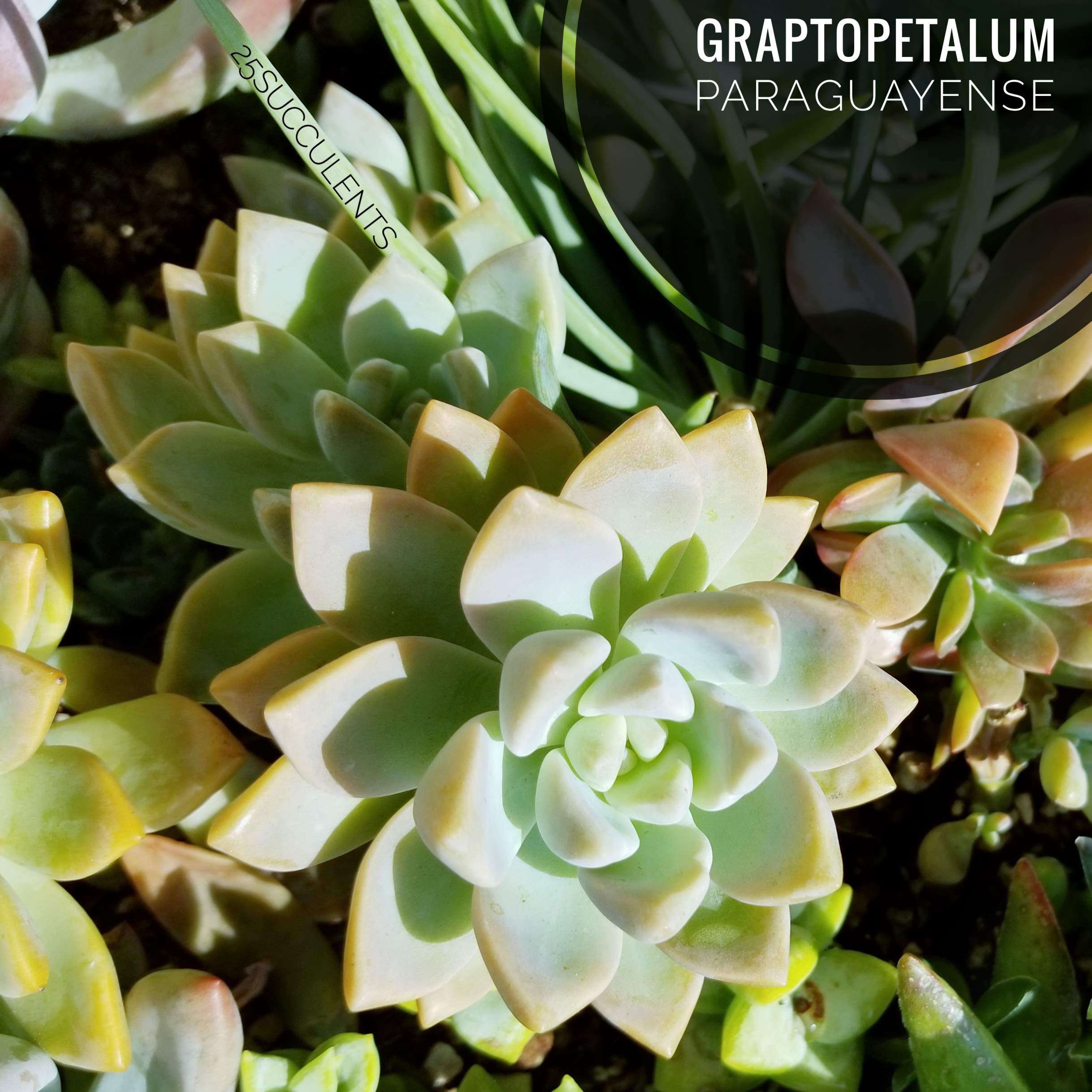 Ghostplanttypesofsucculentsidentification SUCCULENTdotCARE