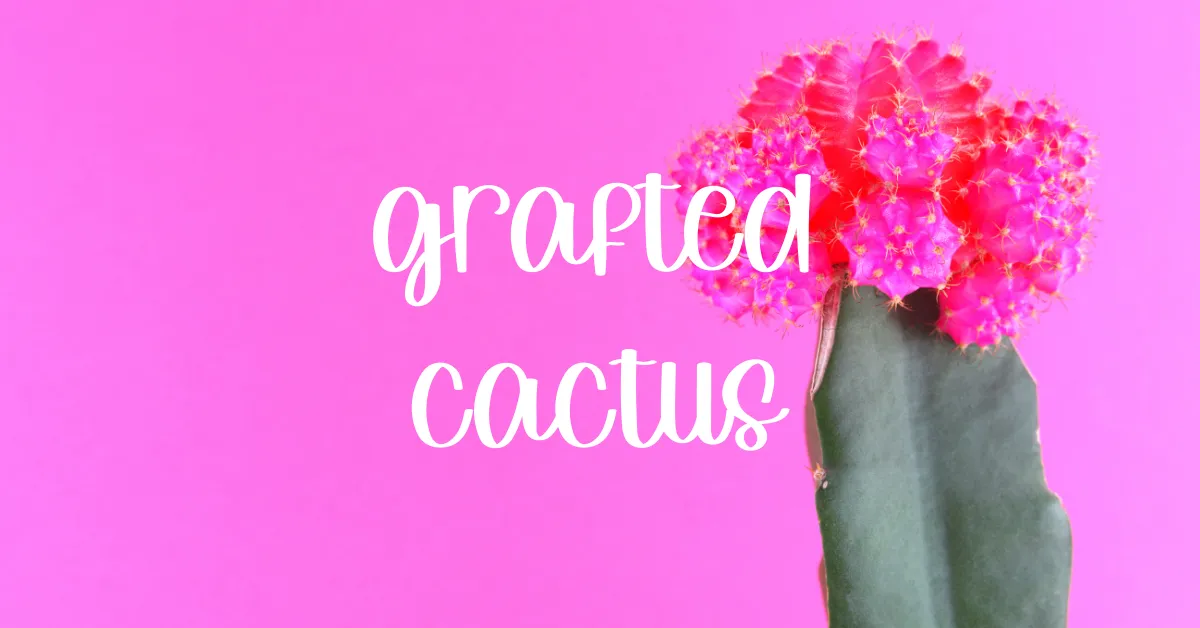 grafted cacti