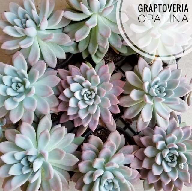 Grapto opalina types of succulents identification zones,specific temperatures,plant hardiness