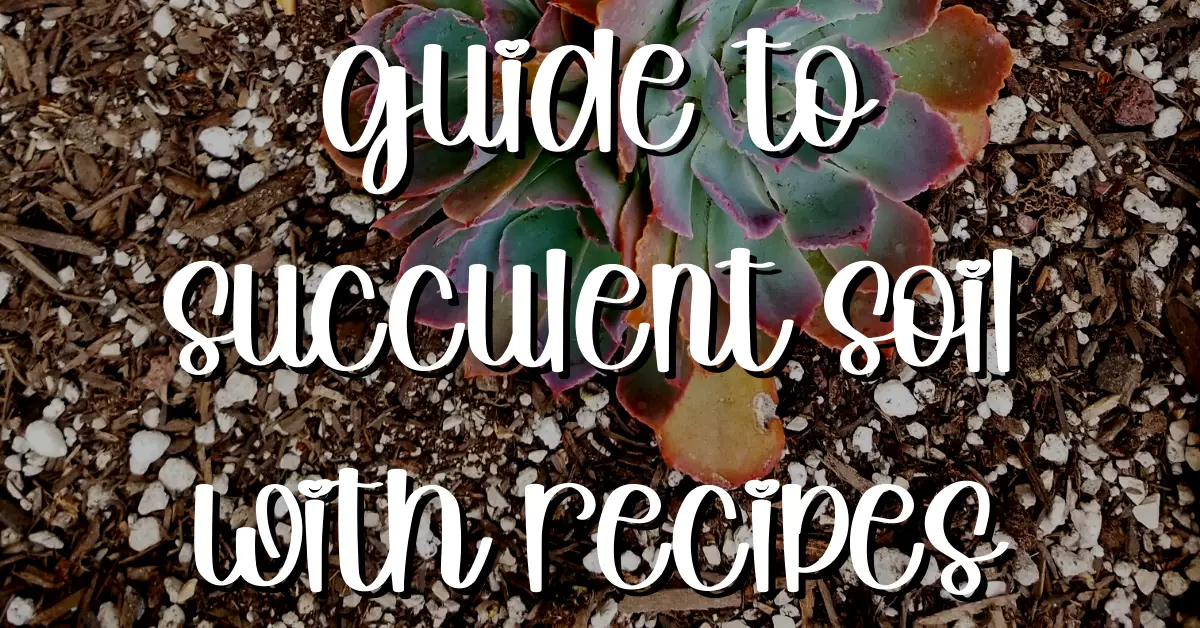 Guide to succulent soil with recipes
