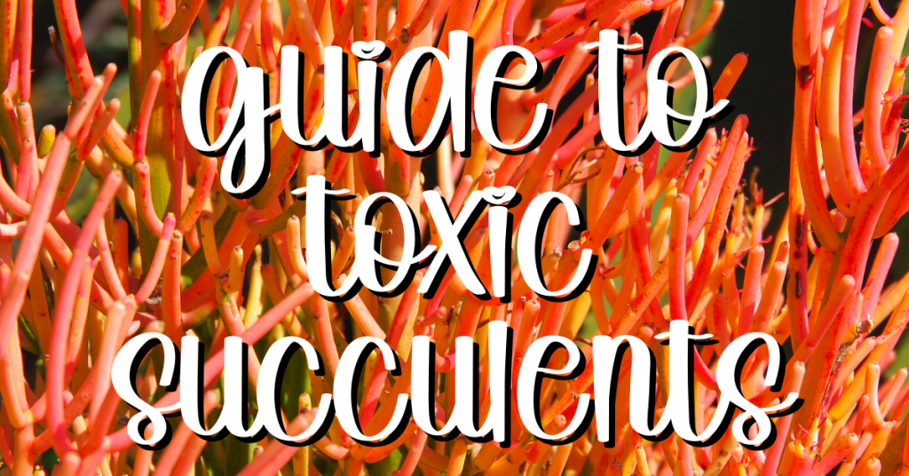 guide to toxic succulents with firesticks euphorbia in the background