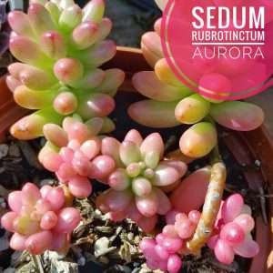 How to propagate sedum rubrotinctum aurora