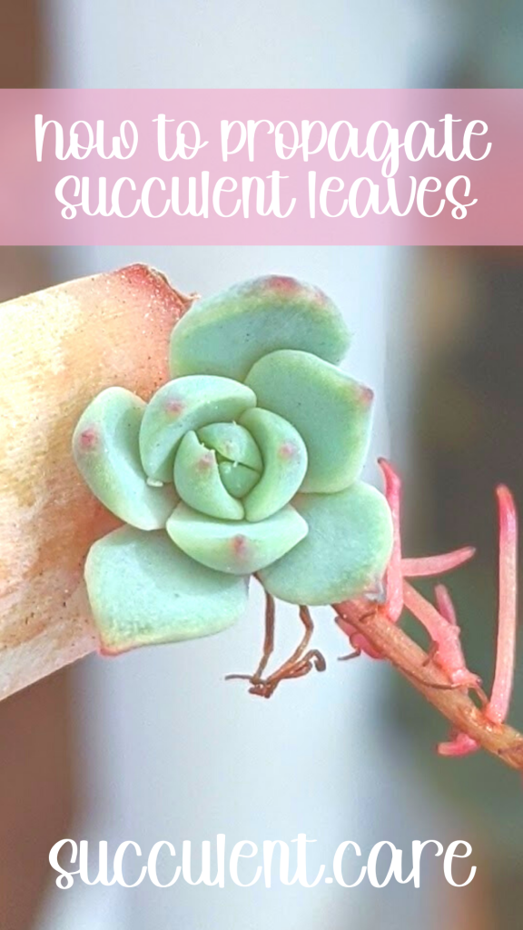 Baby propagate succulent leaf with pink roots