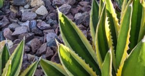 How to water agave lophantha quadricolor