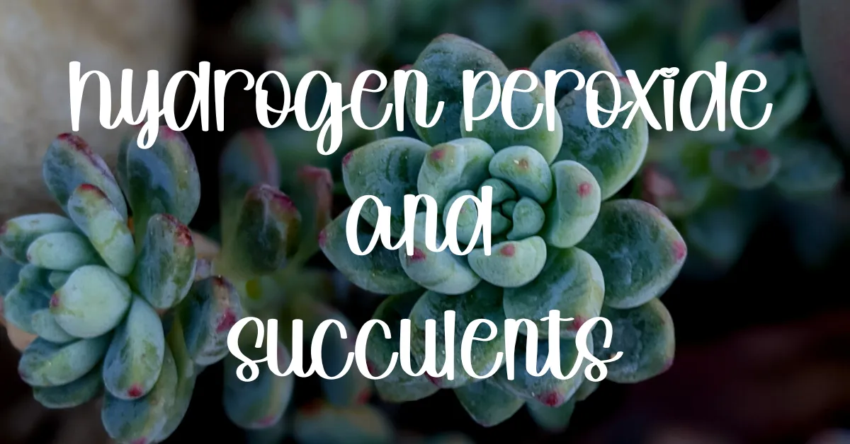 Hydrogen peroxide and succulents