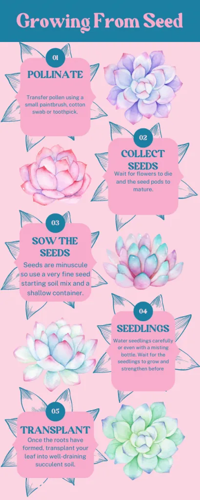 Infographic growing seeds propagating succulents, propagating succulent leaves, propagating succulents in water, propagating, cuttings