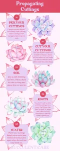 Infographic propagating cuttings