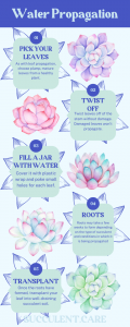 Infographic water propagation