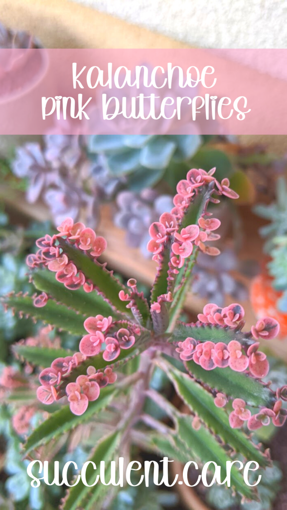 Kalanchoe 'pink butterflies' propagation and care