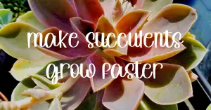make succulents grow faster