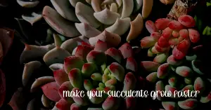 Make your succulents grow faster