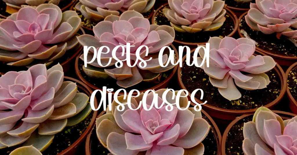 Pests and diseases succulent pest, disease, mealybug, rot, fungus