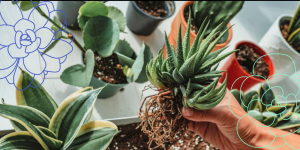 Planting a succulent for beginners