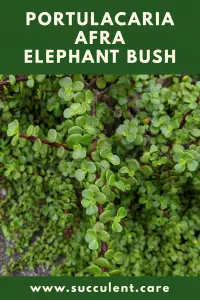 Portulacaria afra elephant bush