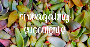 Propagating succulents 1