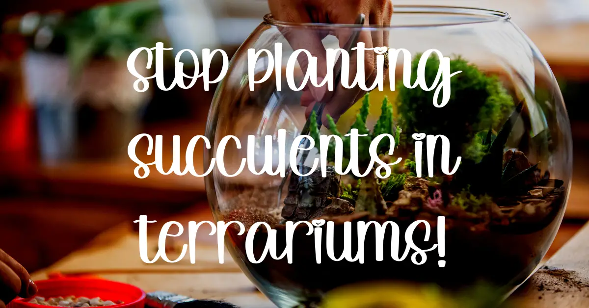 Stop planting succulents in terrariums