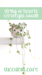 String of heart succulent plant