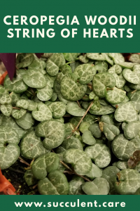 String of hearts trailing succulent