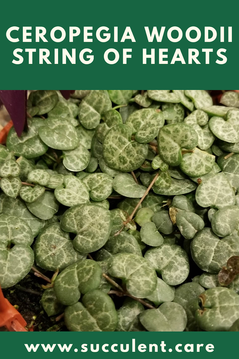 String of hearts trailing succulent string of hearts, ceropegia woodii, trailing succulents, variegated string of hearts