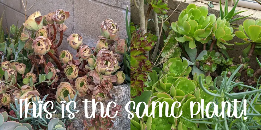 Succulent dormancy example. This is the same plant! Aeonium on the left is dormant and the one on the right is not.